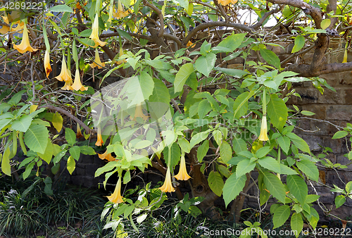 Image of Yellow brugmansia named angels trumpet or Datura flower