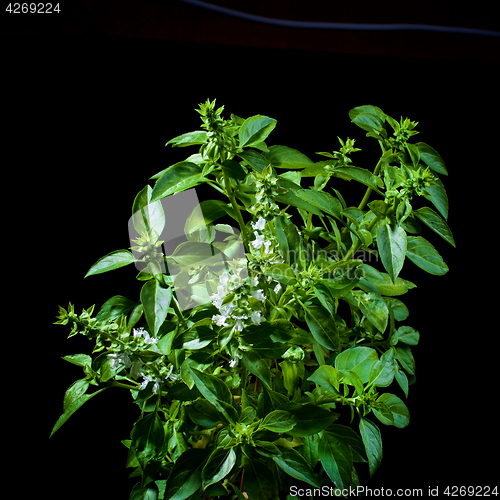 Image of Blooming Green Basil