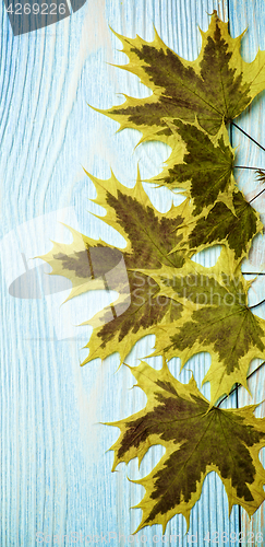 Image of Border of Maple Leafs