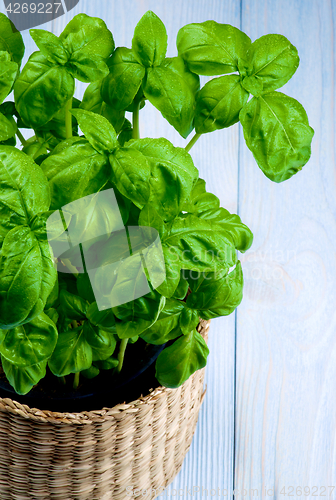 Image of Fresh Green Basil 