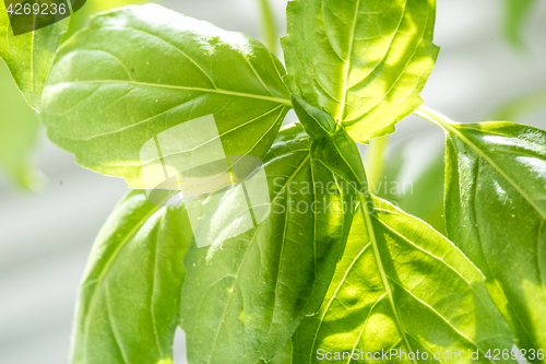 Image of Fresh Basil Herb Leaves Closeup