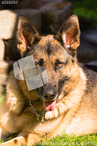 Image of Purebred German Shepherd Dog Canine Pet Laying Down