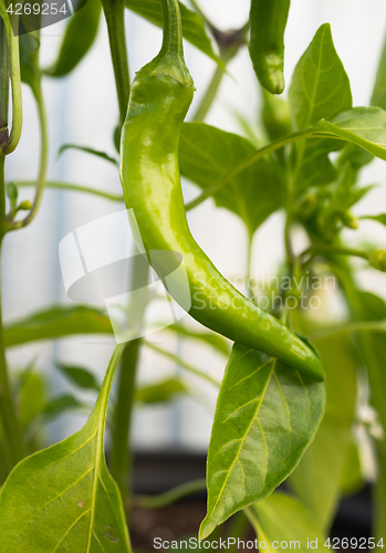 Image of Potted Banana Pepper Plant Long Green Vegetable