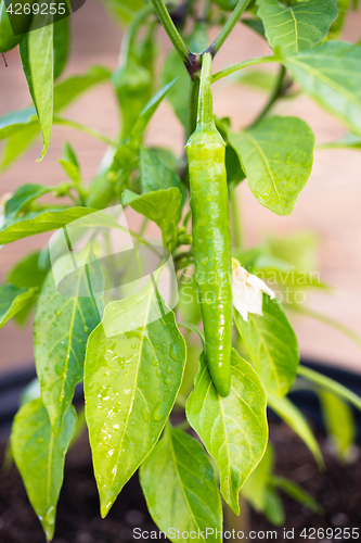 Image of Potted Banana Pepper Plant Long Green Vegetable