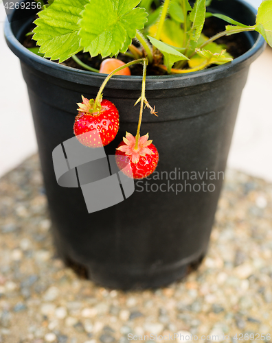 Image of Young Potted Strawberry Plant Already Bearing Fruit