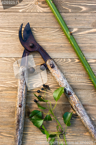 Image of Loppers Pruning Shears Wood Planks Ivy Blackberry Vine Stalk