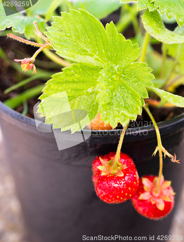 Image of Young Potted Strawberry Plant Already Bearing Fruit