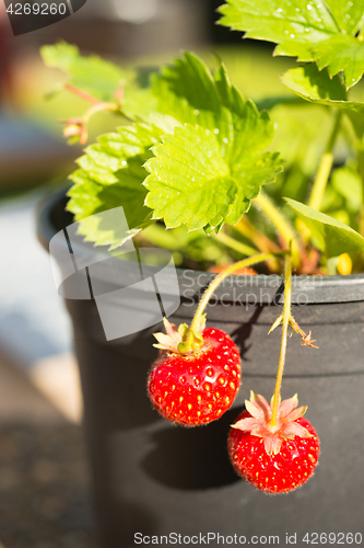 Image of Young Potted Strawberry Plant Already Bearing Fruit