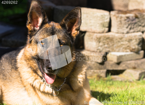 Image of Purebred German Shepherd Dog Canine Pet Laying Down