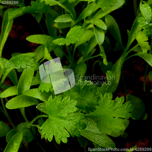 Image of Young Leafs of Cilantro