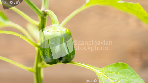 Image of Potted Green Pepper Plant Round Food Vegetable
