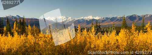 Image of Blazing Yellow Fall Autumn Color Tress Denali Mountain Range