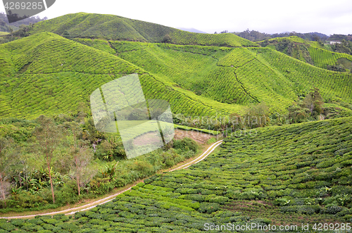 Image of Tea plantation located in Cameron Highlands