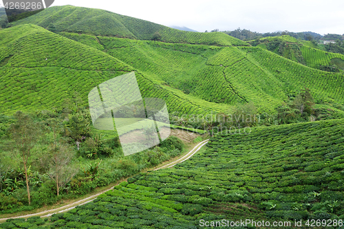 Image of Tea Plantation in the Cameron Highlands in Malaysia