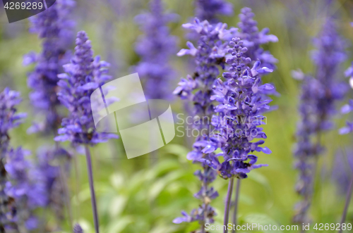 Image of Blooming blue bugleweeds Ajuga