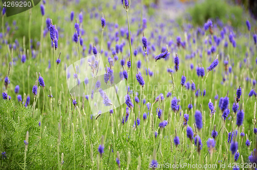 Image of Lavender flowers in nature