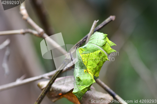 Image of Butterfly cocoon hanging on a branch