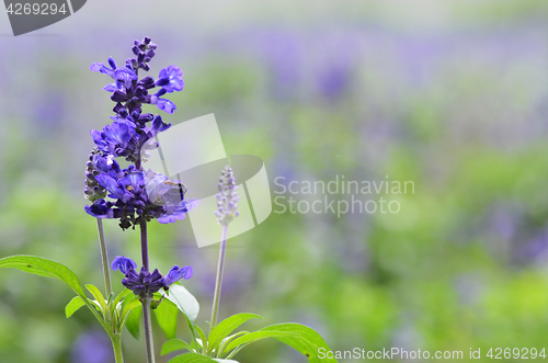 Image of Blooming blue bugleweeds Ajuga