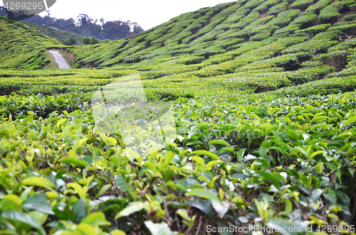 Image of Tea Plantation in the Cameron Highlands in Malaysia