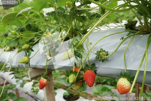 Image of Fresh strawberries that are grown in greenhouses