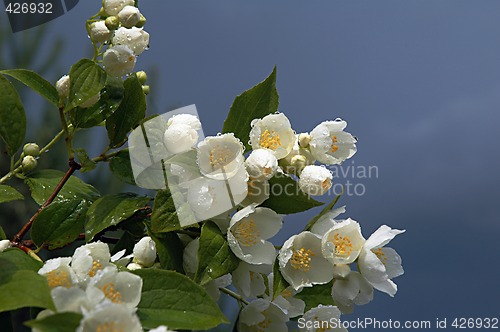 Image of Branch of a jasmine