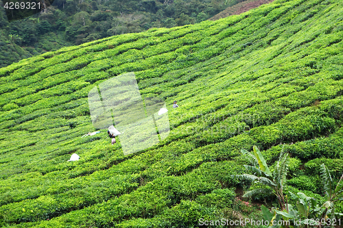 Image of Tea Plantation in the Cameron Highlands in Malaysia