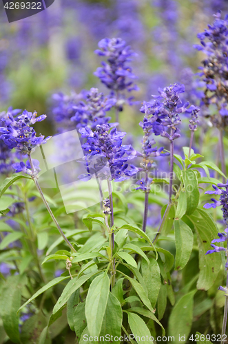 Image of Blooming blue bugleweeds Ajuga