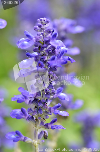 Image of Blooming blue bugleweeds Ajuga