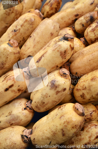 Image of Fresh Lotus root