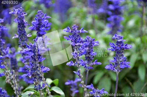 Image of Blooming blue bugleweeds Ajuga