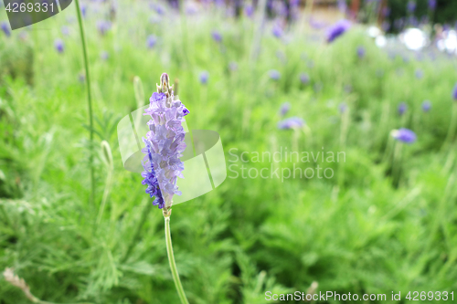 Image of Lavender flowers in nature