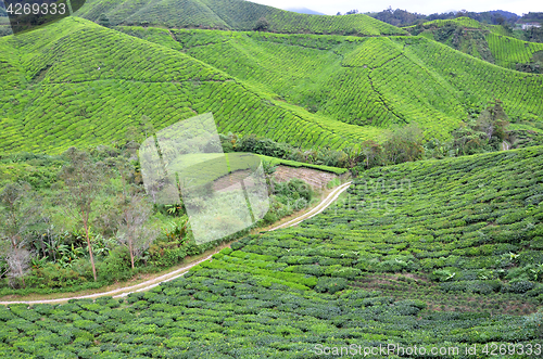 Image of Tea plantation located in Cameron Highlands