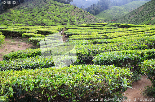 Image of Tea plantation located in Cameron Highlands