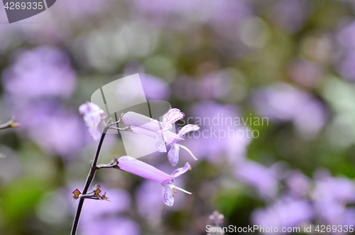 Image of Plectranthus Mona Lavender flowers