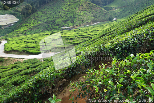 Image of Tea Plantation in the Cameron Highlands in Malaysia