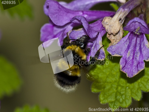 Image of Bumblebee