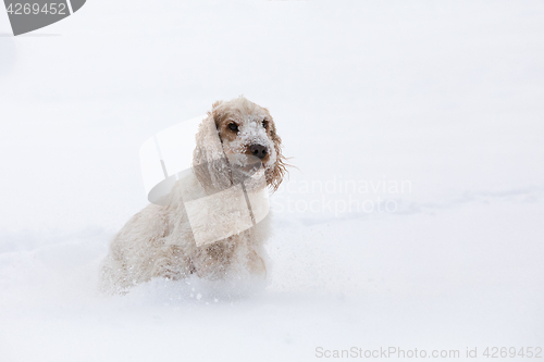 Image of english cocker spaniel dog playing in snow winter