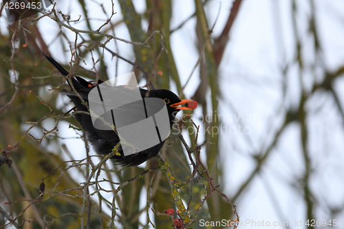 Image of male of Common black bird in winter