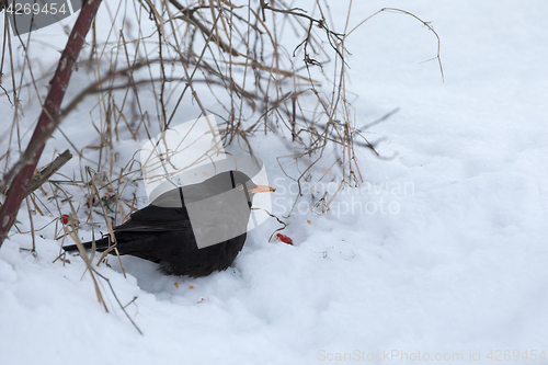 Image of male of Common black bird in winter