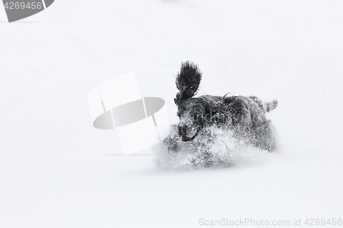 Image of english cocker spaniel dog playing in fresh snow