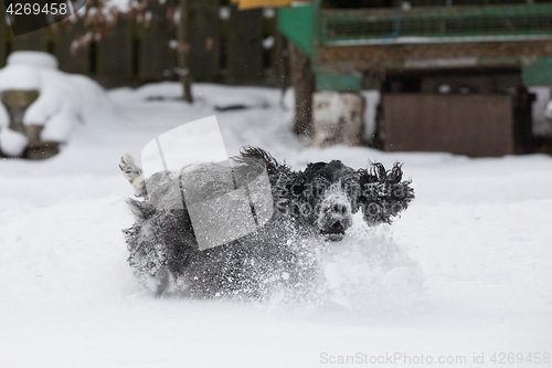 Image of english cocker spaniel dog playing in fresh snow