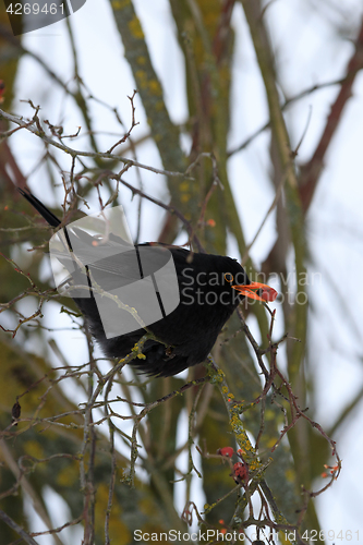 Image of male of Common black bird in winter