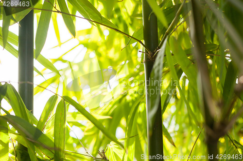 Image of Bamboo shoots