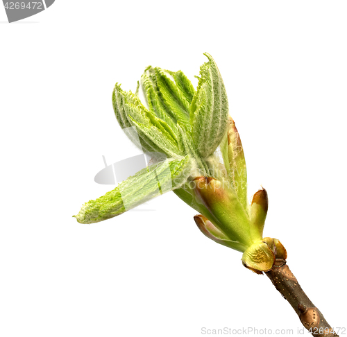 Image of Spring twig of horse chestnut tree with young green buds