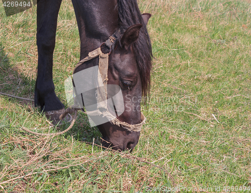 Image of Portrait of a black horse on a background of green grass