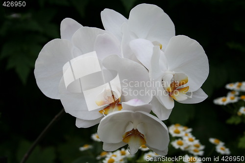 Image of Orchid