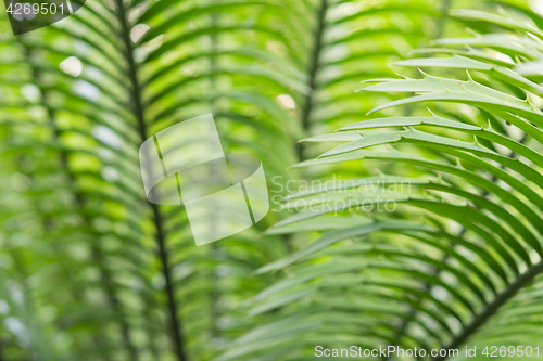 Image of Close-up palm fronds with thorns sunlit backlight
