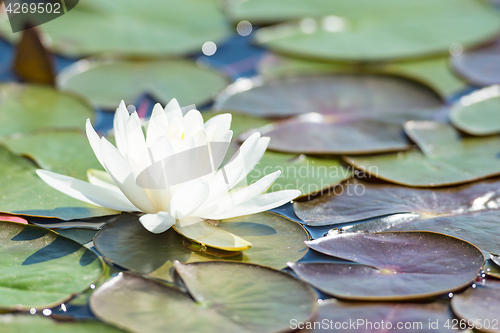 Image of Backlit sunlight white water lily single flower