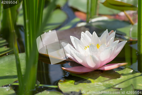 Image of Single white and pink lotus flower in wild pond