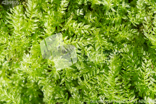 Image of Floral background with exotic fresh greenness